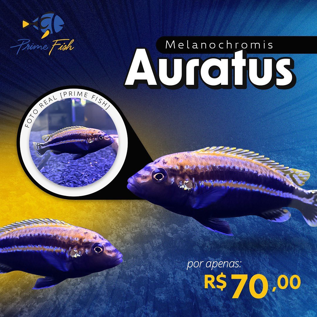 Aqui na Prime Fish vc encontra... - Prime Fish Aquarismo