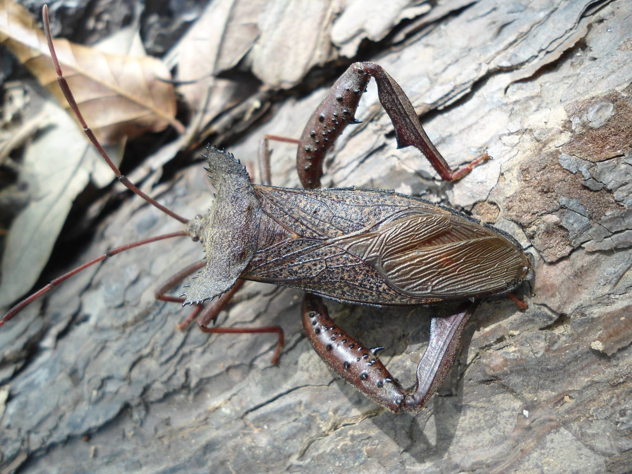 Lao Biodiversity