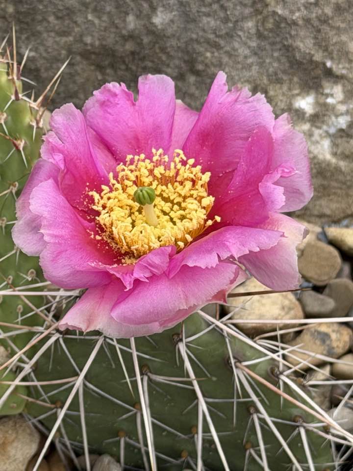 Opuntia tortispina cactus blooming in zone 7a | Louisville, KY