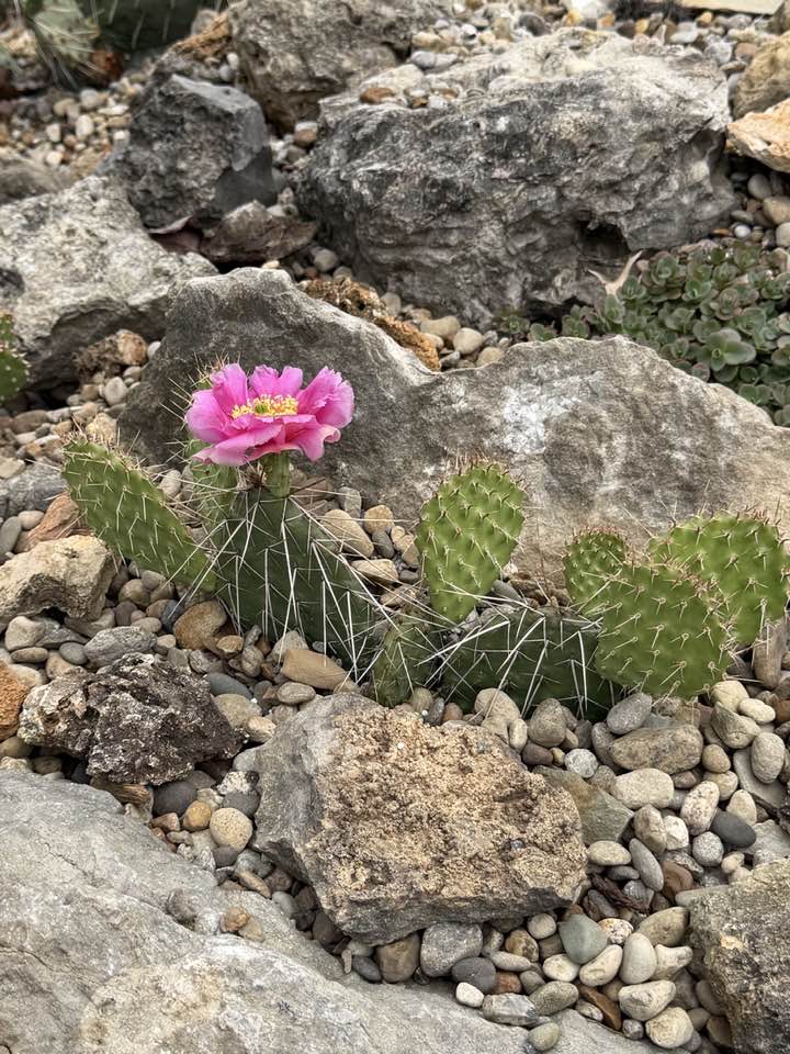 Opuntia tortispina cactus blooming in zone 7a | Louisville, KY