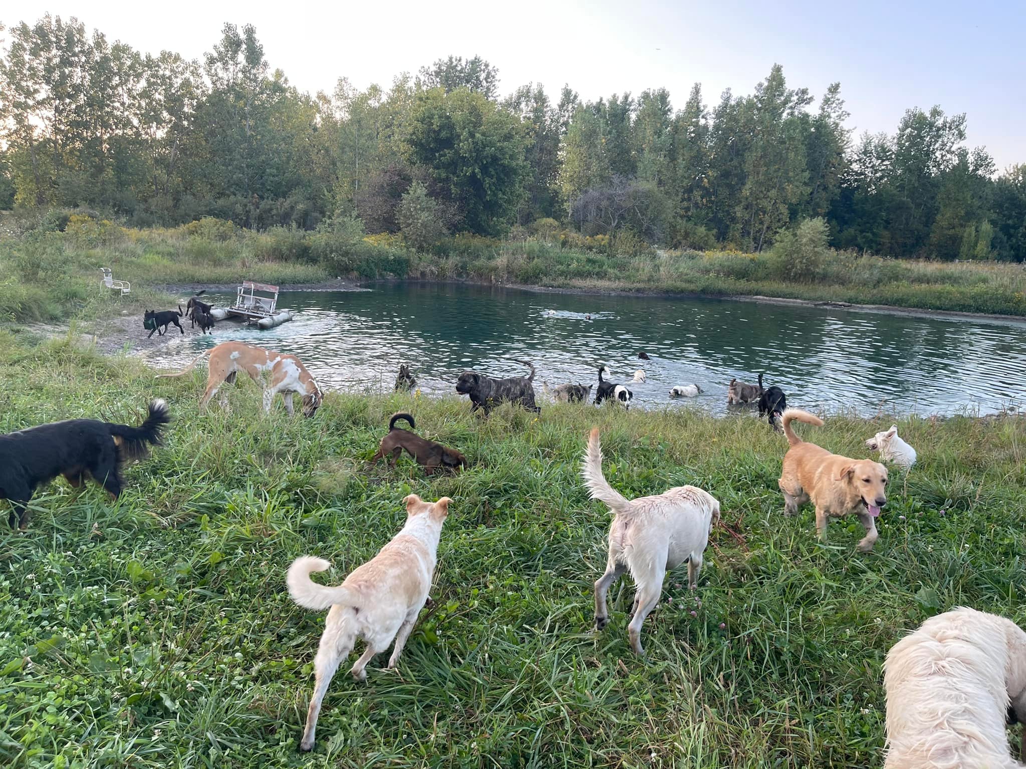 Changing Chances Rescue And Sanctuary | Linden MI