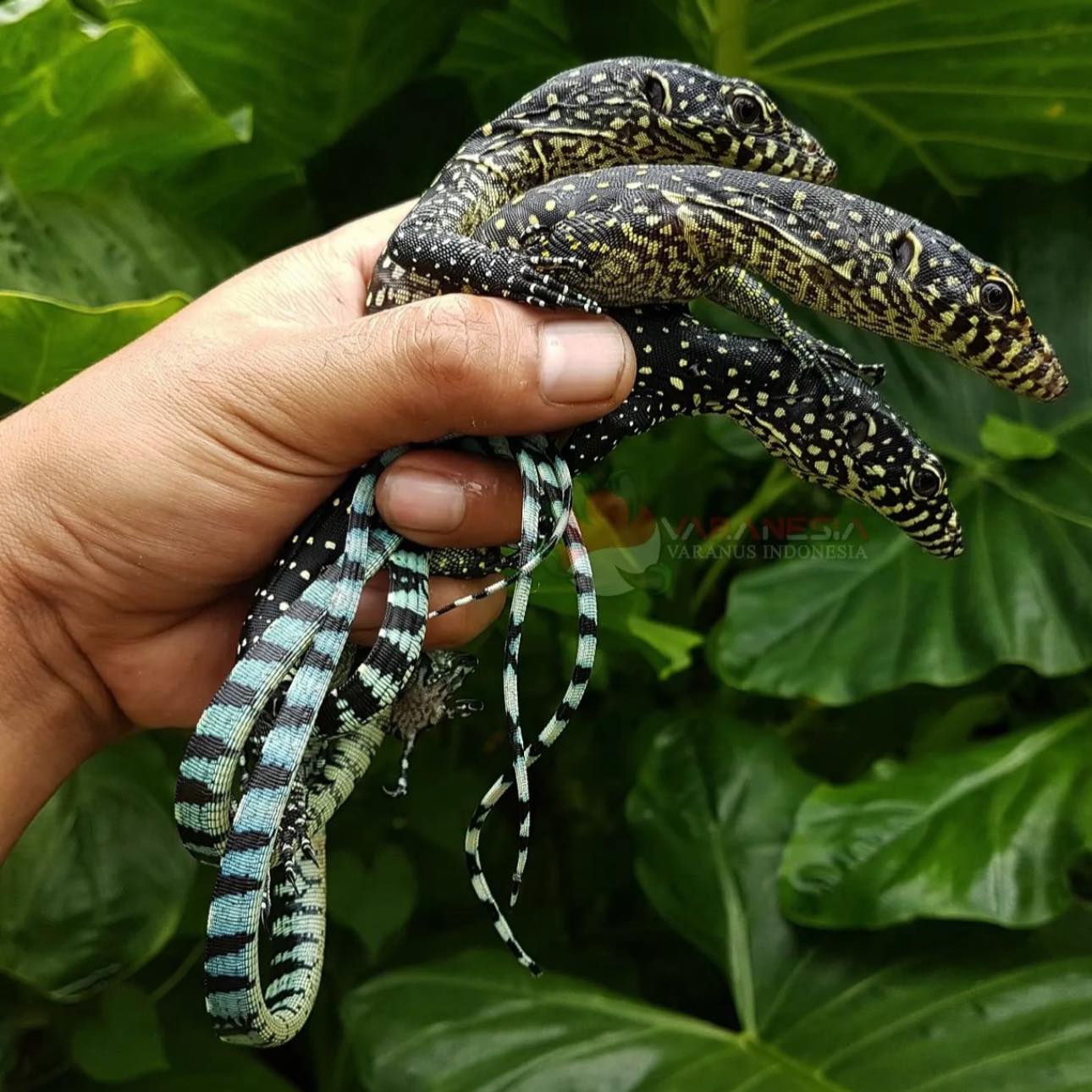 Tree Monitors Community - Husbandry Information & Sharing | Facebook