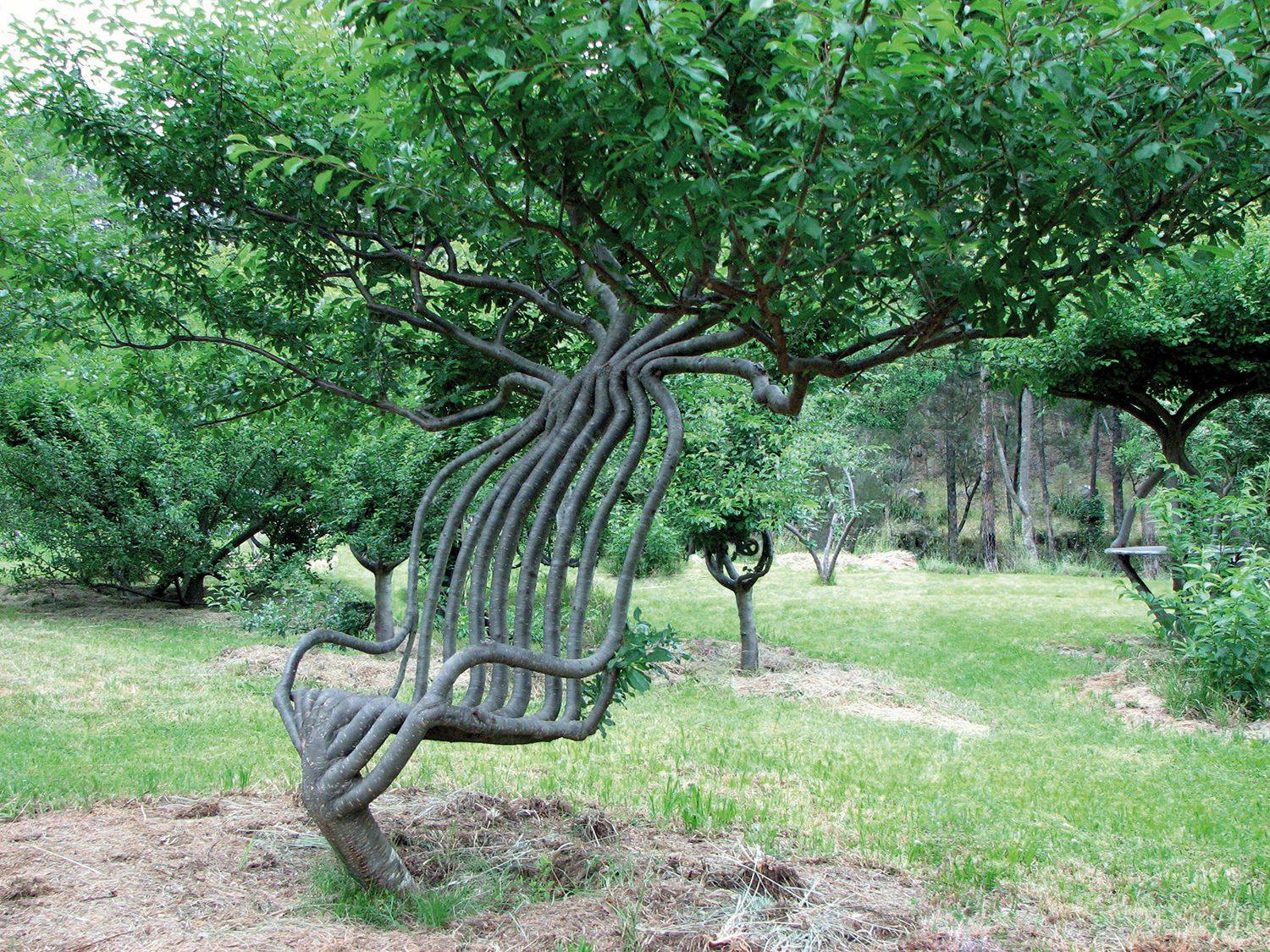 Un árbol sillón, moldeado... - Ciencia, Cultura y Literatura | Facebook