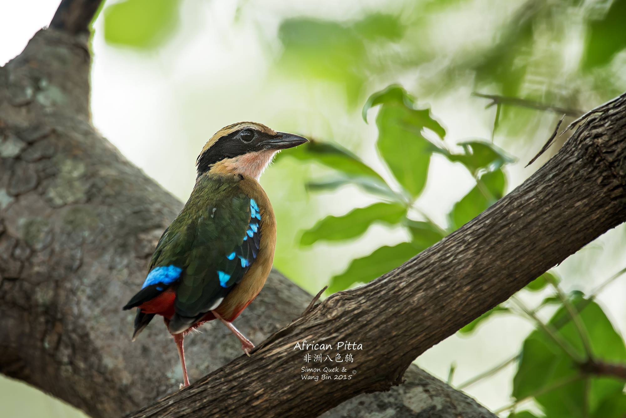 Aves de Rivadavia - Mendoza - FIO FIO SILBON : (Elaenia albiceps)(19 ...