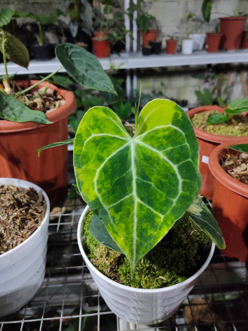 Are you looking for Variegated Anthurium Clavigerum? We have the