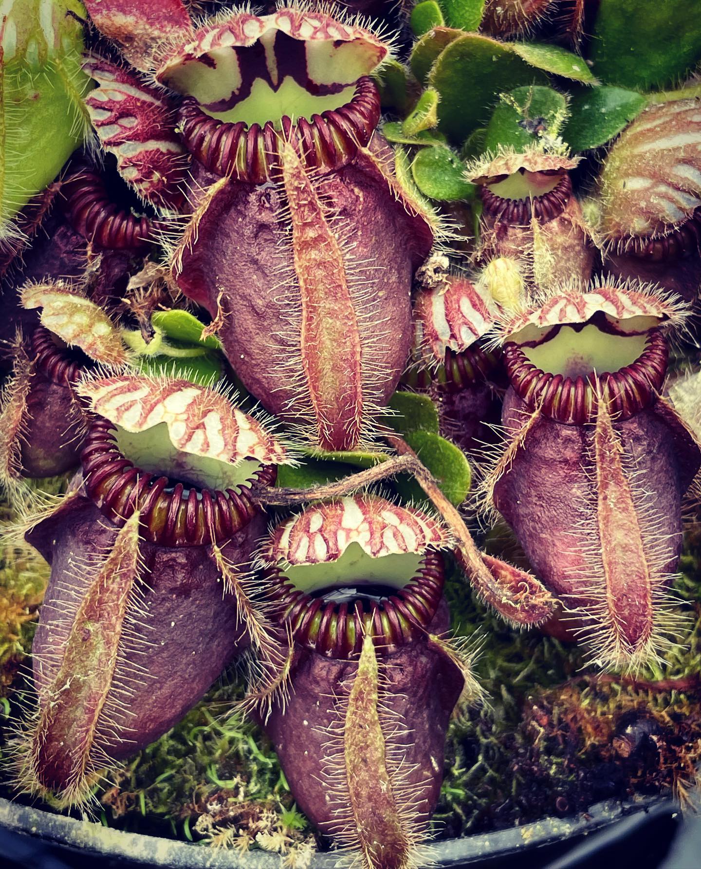 Cephalotus follicularis are looking great on the nursery at the