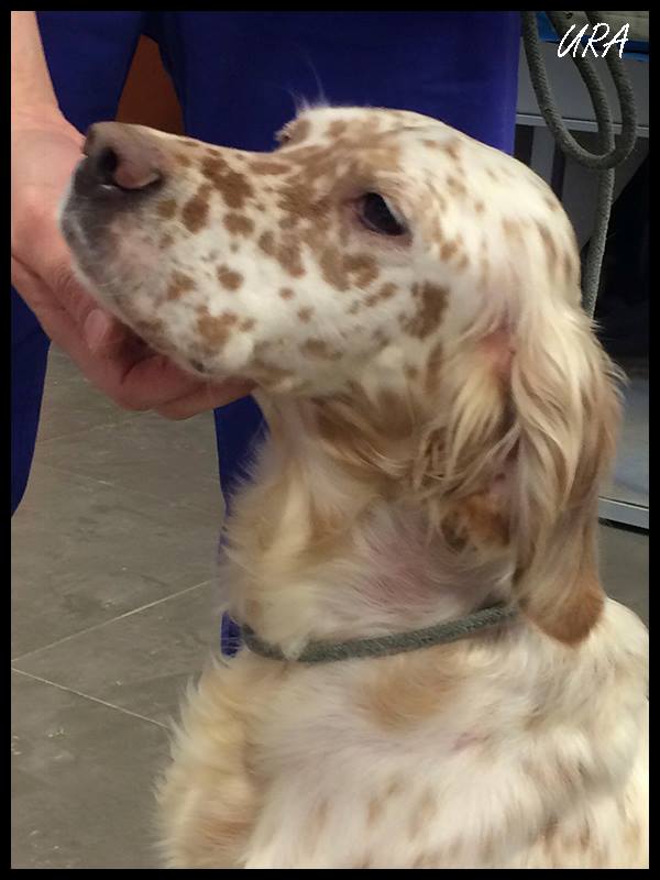 Saving Setters - This little girl is since January in one of the worst ...