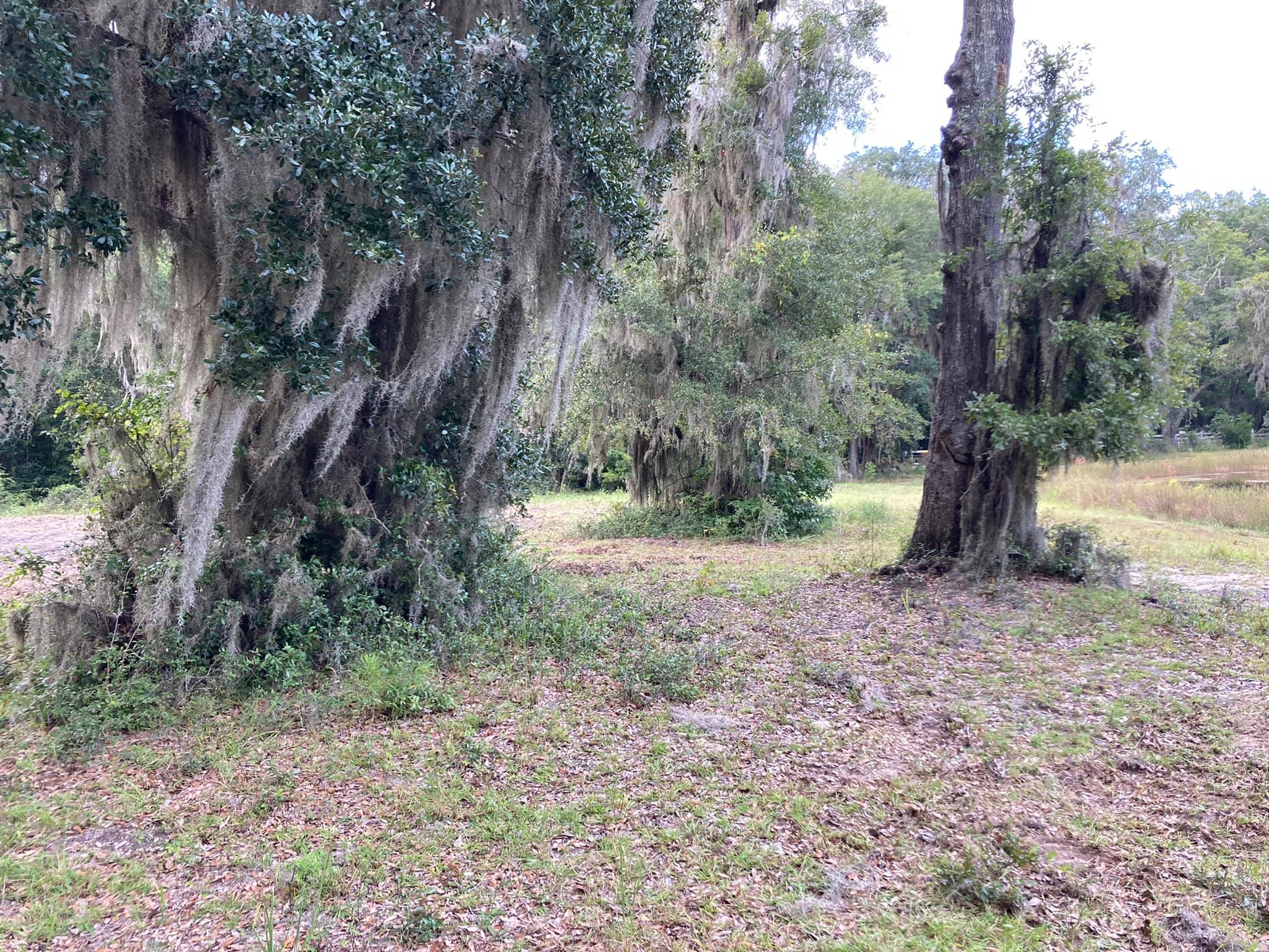 American Tree Service & Land Clearing | Richmond Hill GA