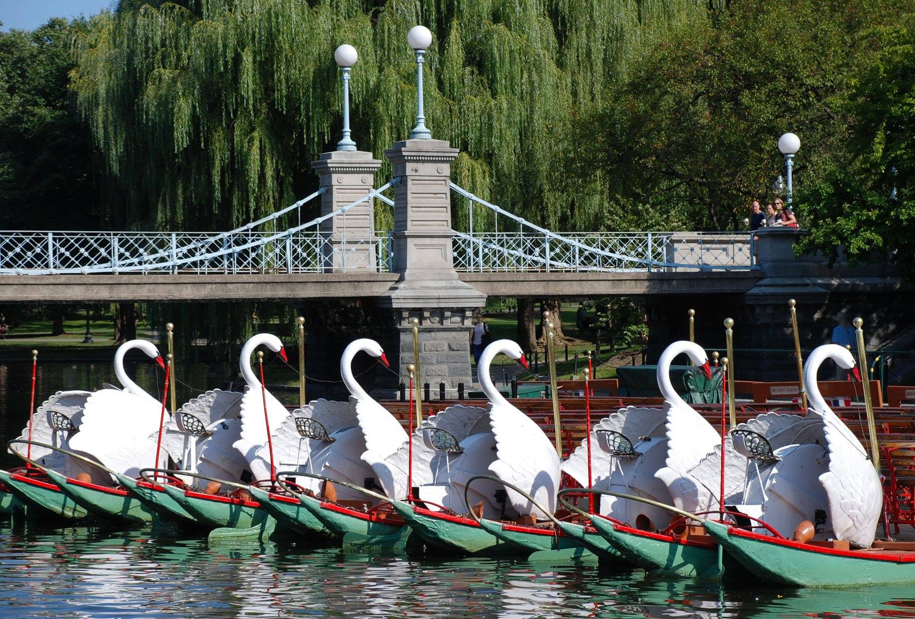 Swan Boats - continuous Public Garden attraction since 1877 photo 1