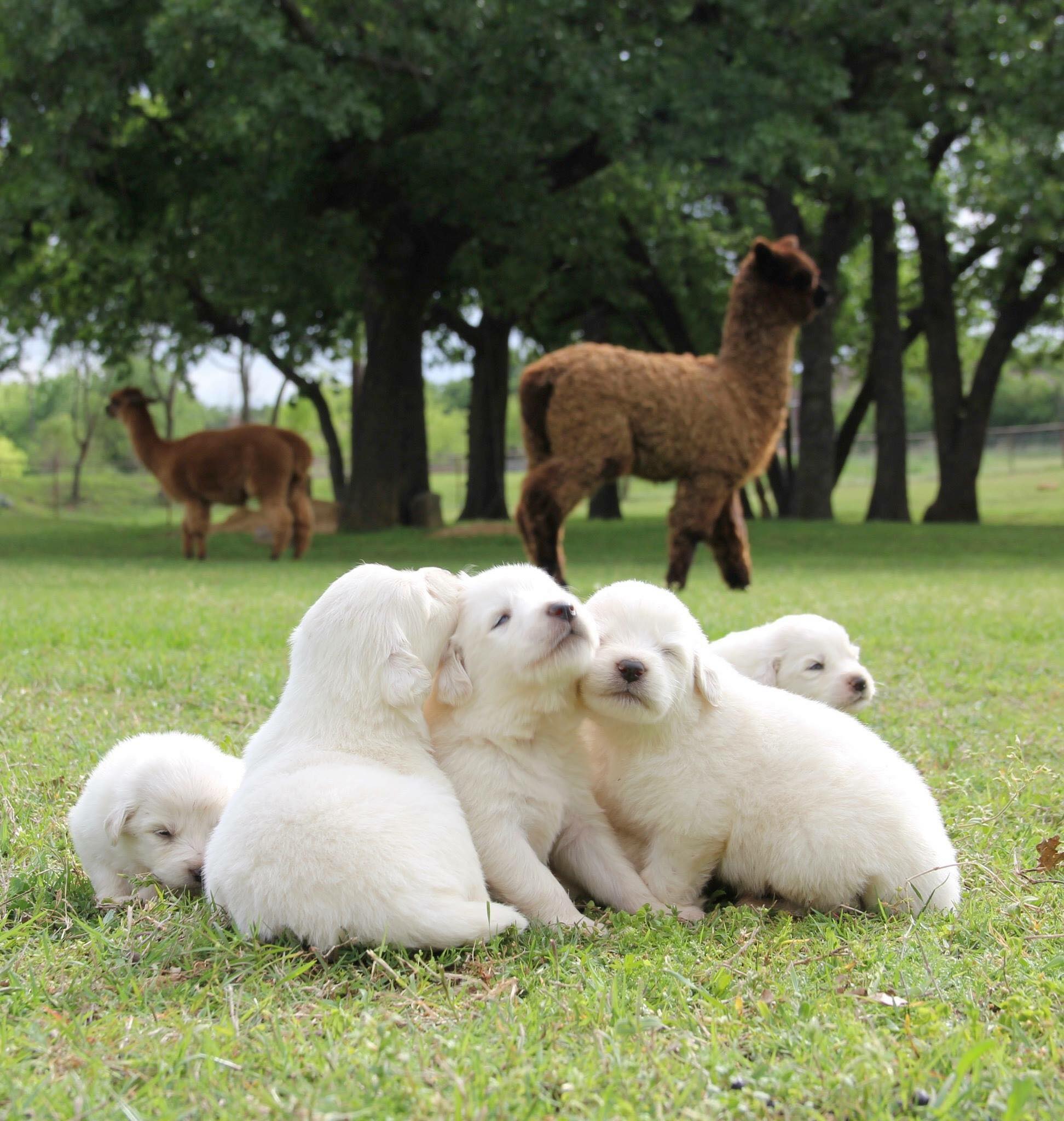 My Redeemers Ranch - Keller | Keller TX