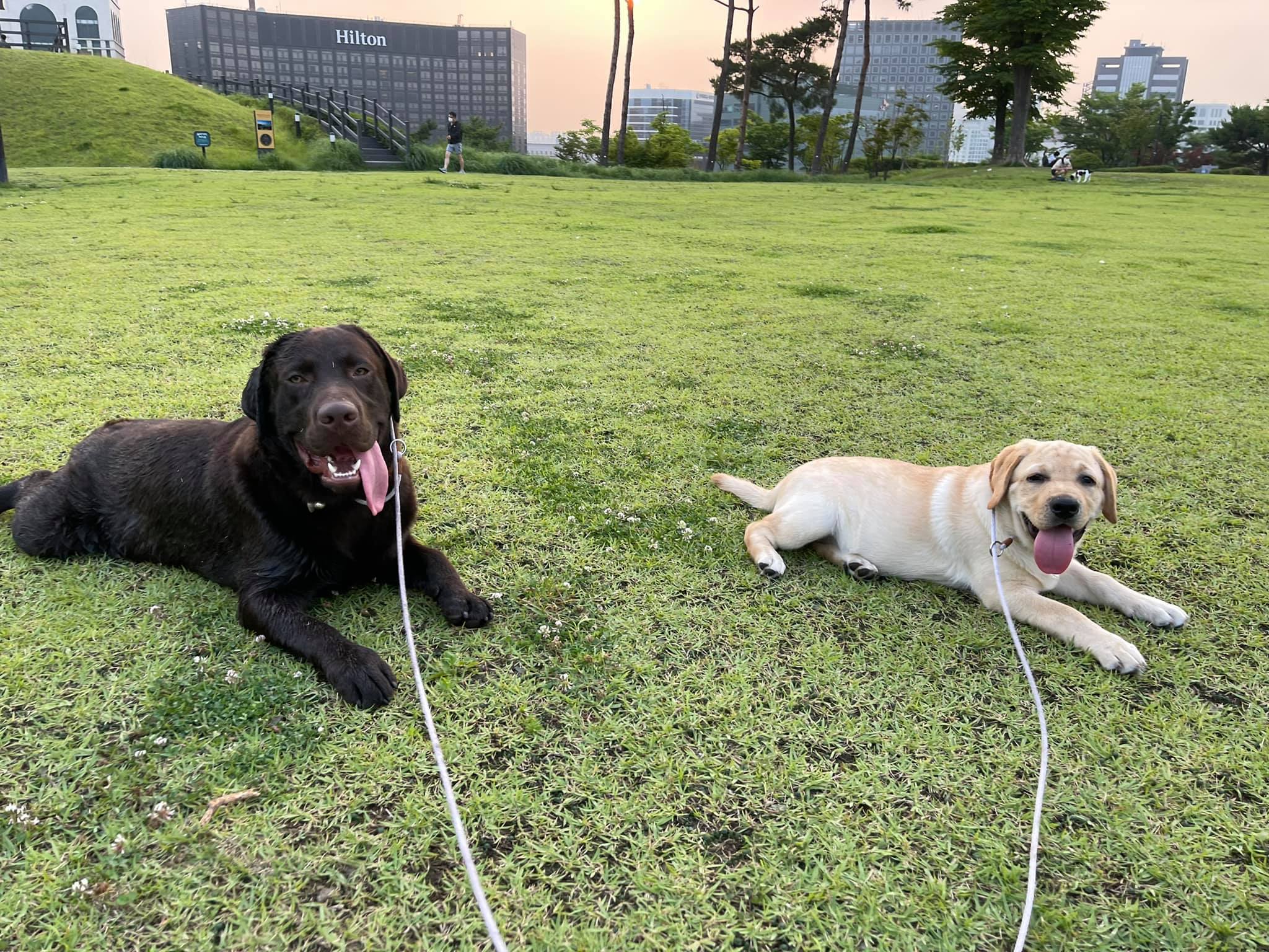 ฉันมีหมา 2 ตัว ตัวนึง ชื่อ เวร... - Dobby Bambii labrador