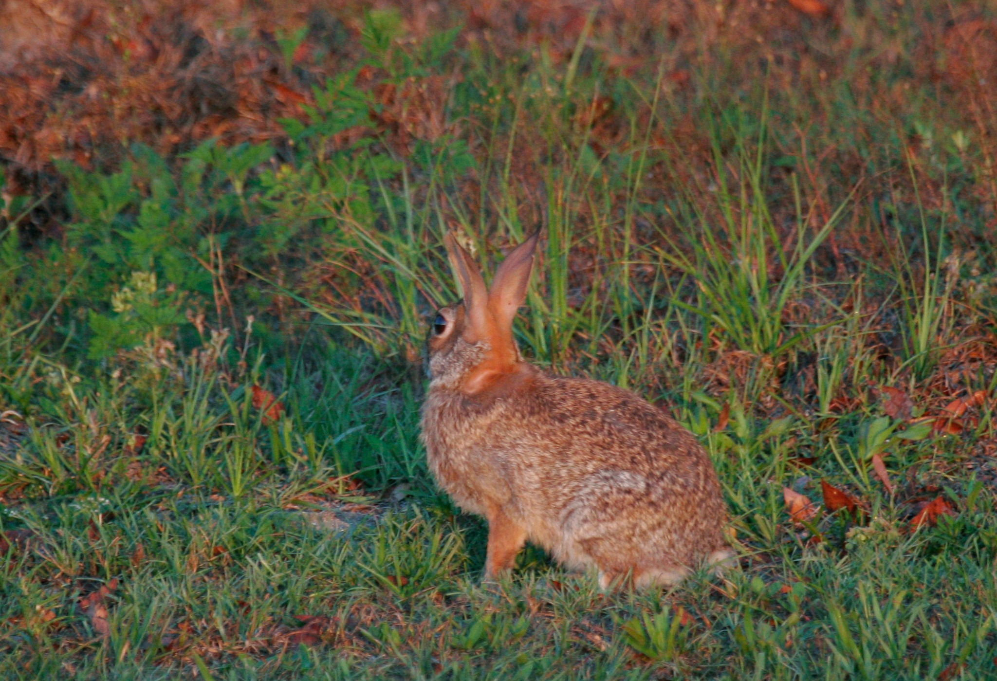 Wildlife Wednesday: Rabbits Rabbits are one of the cutest garden ...