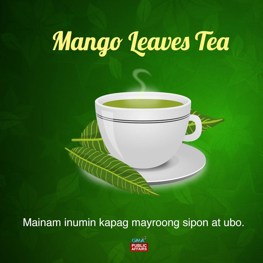 Pinoy MD - MANGO LEAVES TEA (tsaa na gawa sa dahon ng mangga) Mainam ...