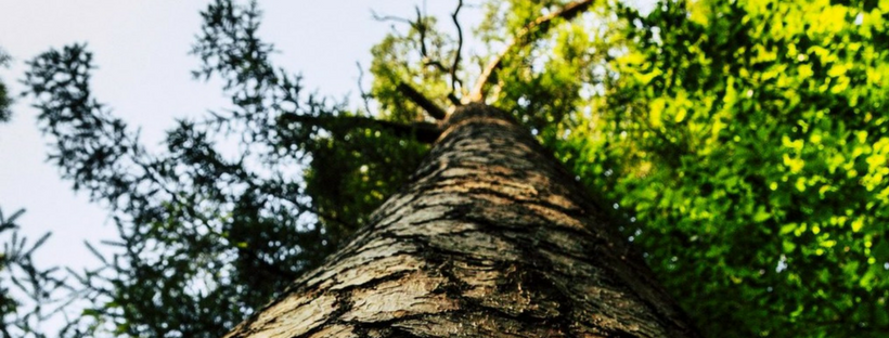 Sharp Tree Care | Whangarei