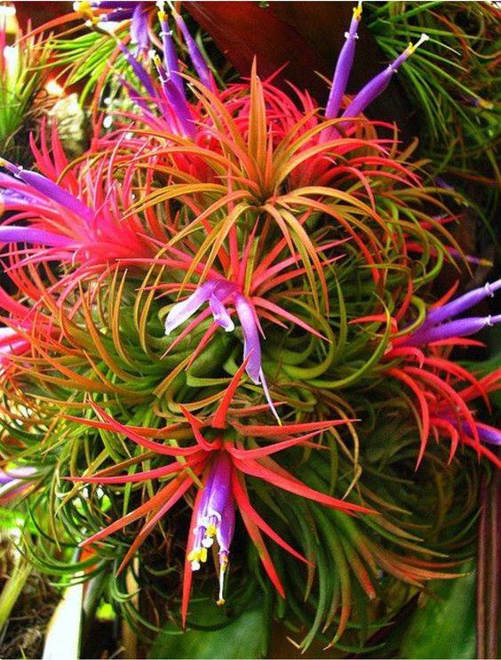 Tillandsia ionantha 'Hedgehog' The infamous ionantha that can be