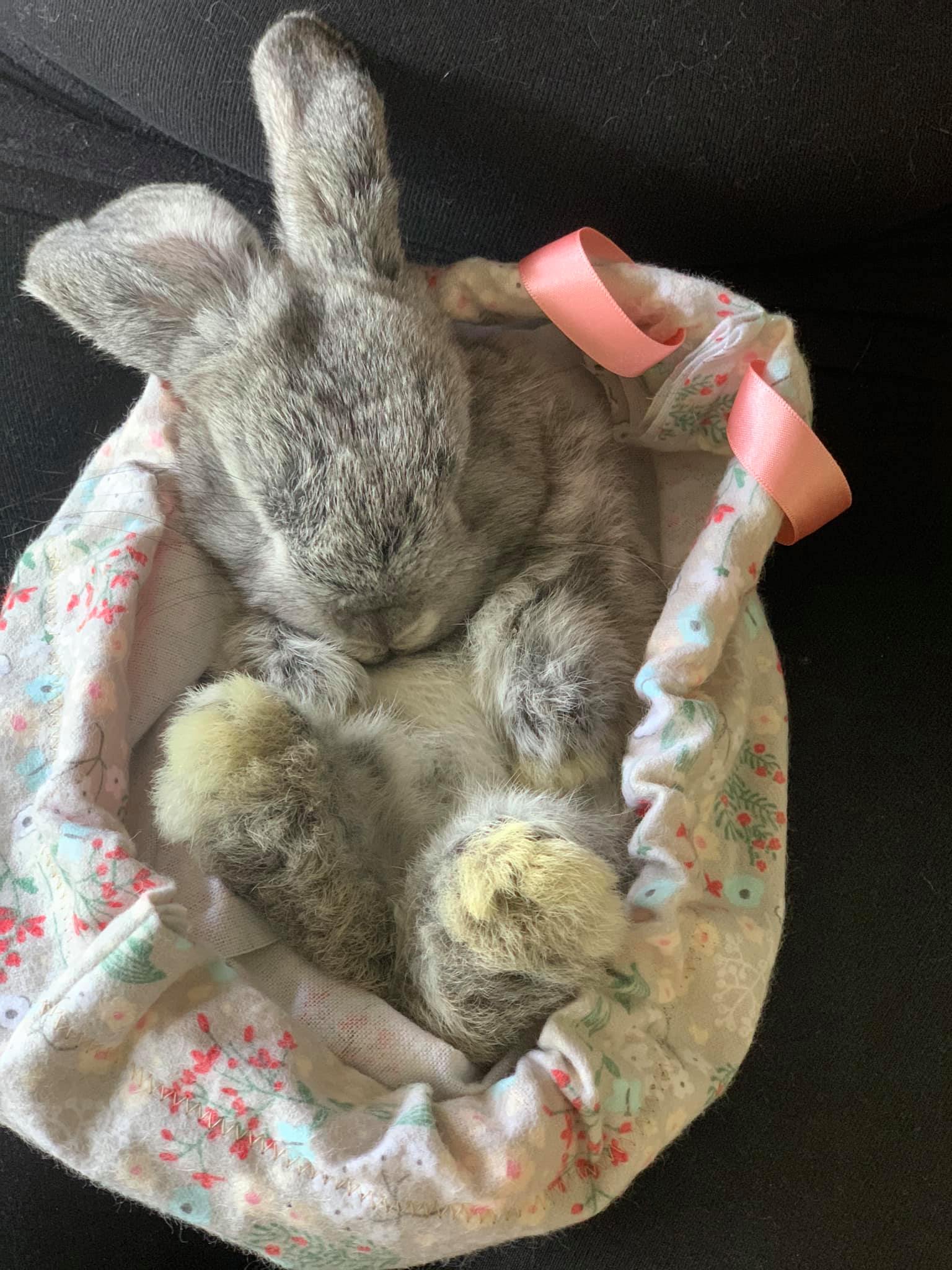 🦋 Super chilled Mr Memphis in his... - Willow Wind Rabbitry | Facebook