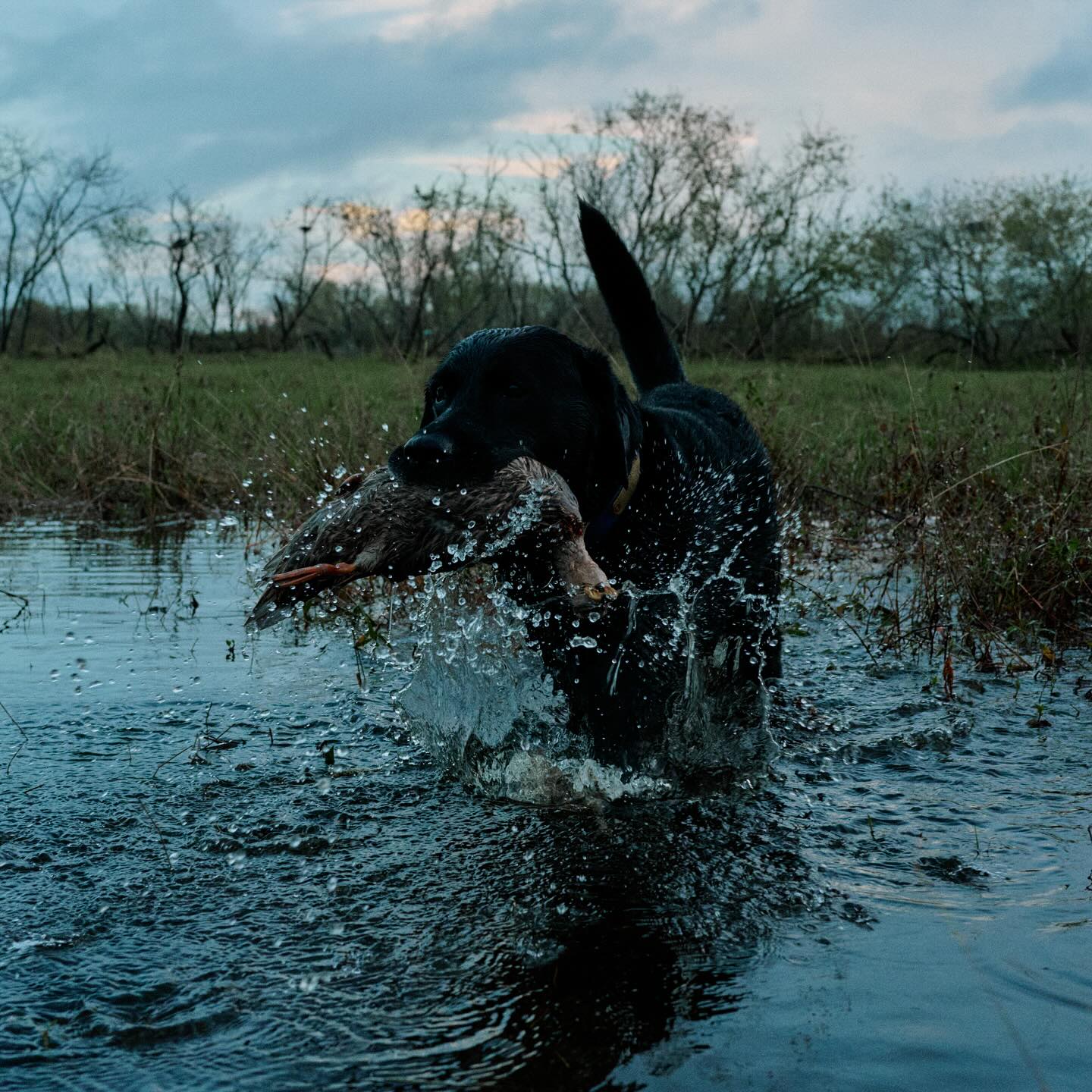 Duck Ranchin'