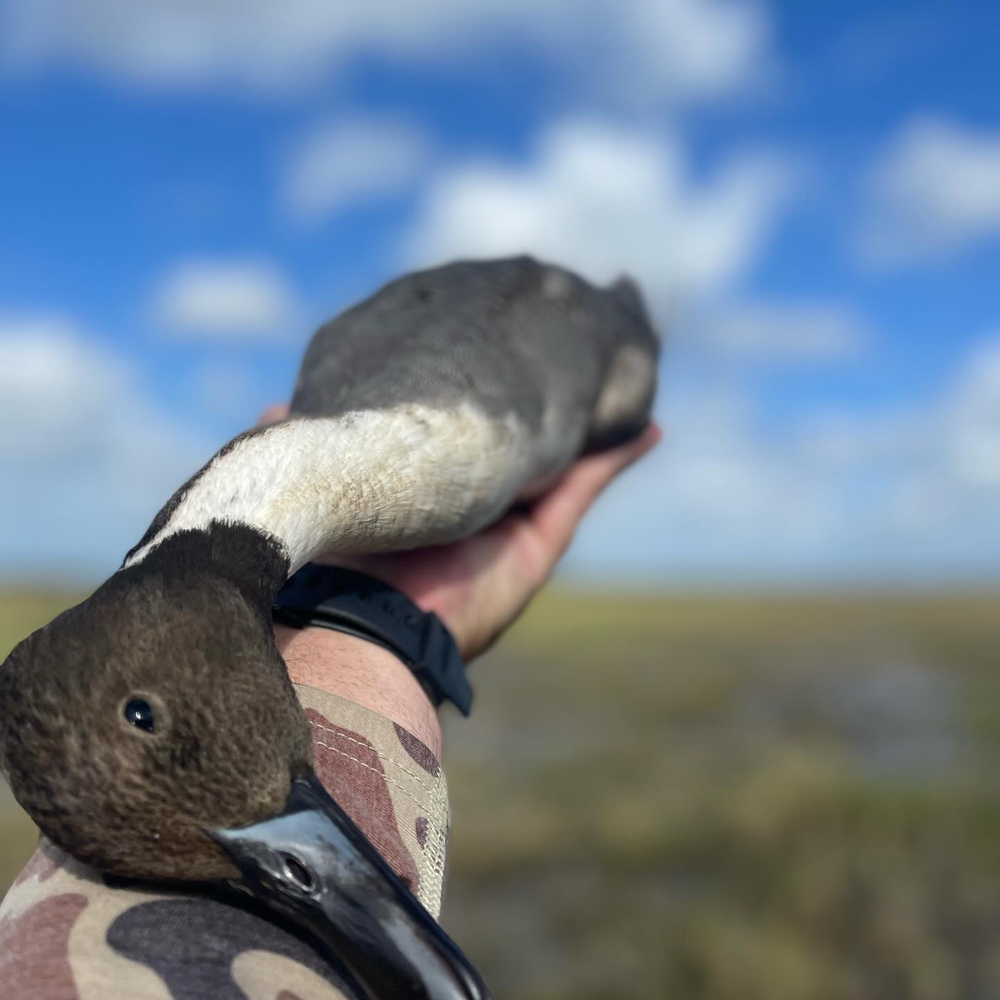 Duck Ranchin'
