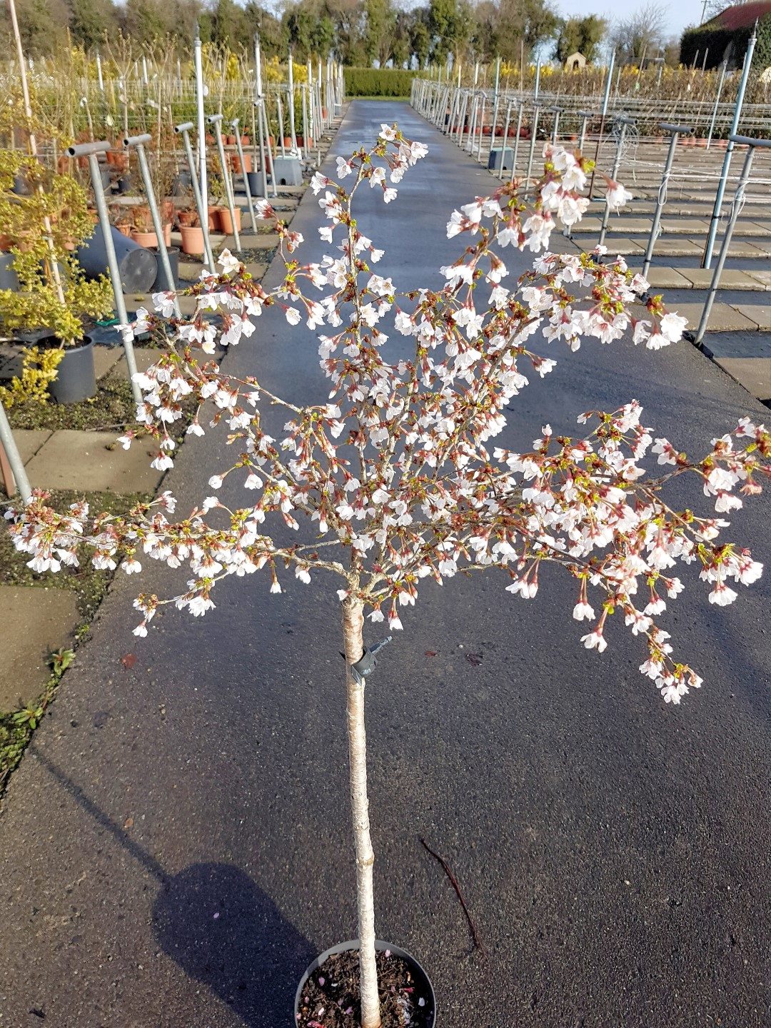 Hi everyone, Trees are looking super... - Rentes Plants Ltd