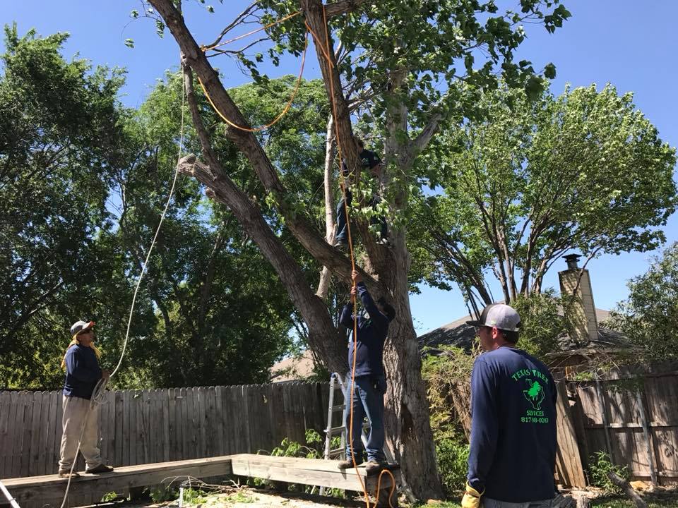 Texas Tree Services | Fort Worth TX