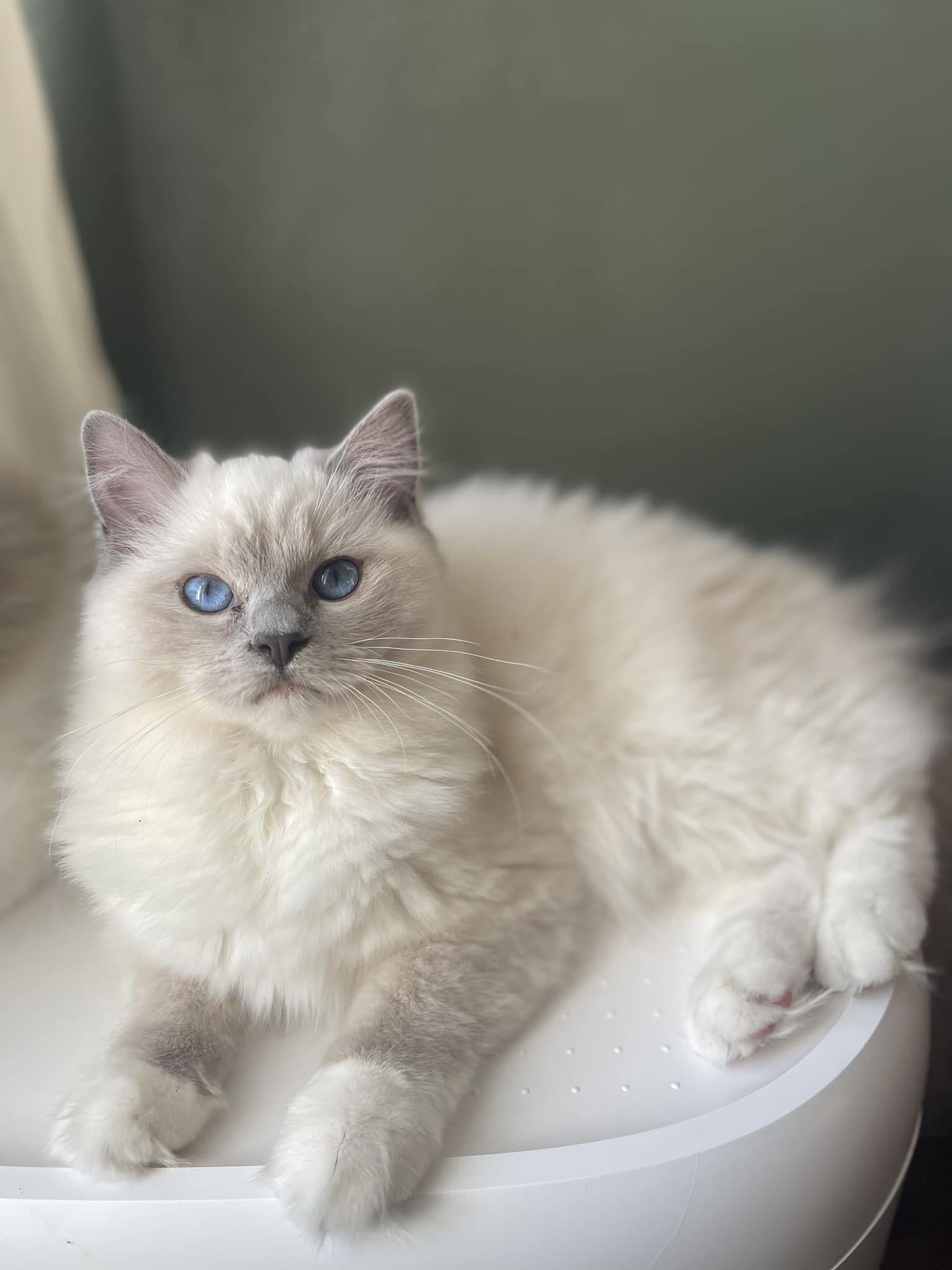 Part of the Pack Ragdolls