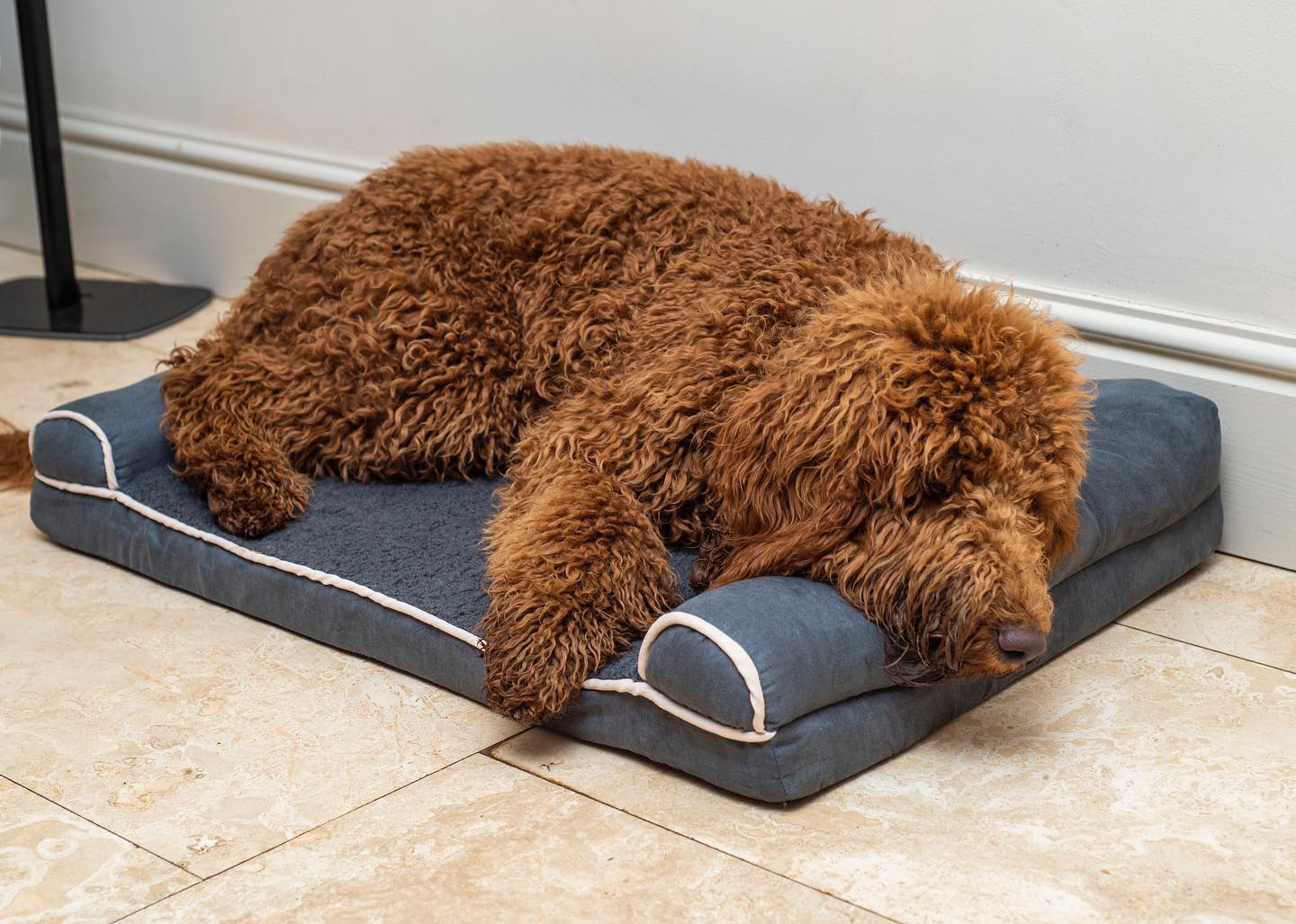 Doodle Squads - A tired Ruby chilling on her new bed 🐶... | Facebook