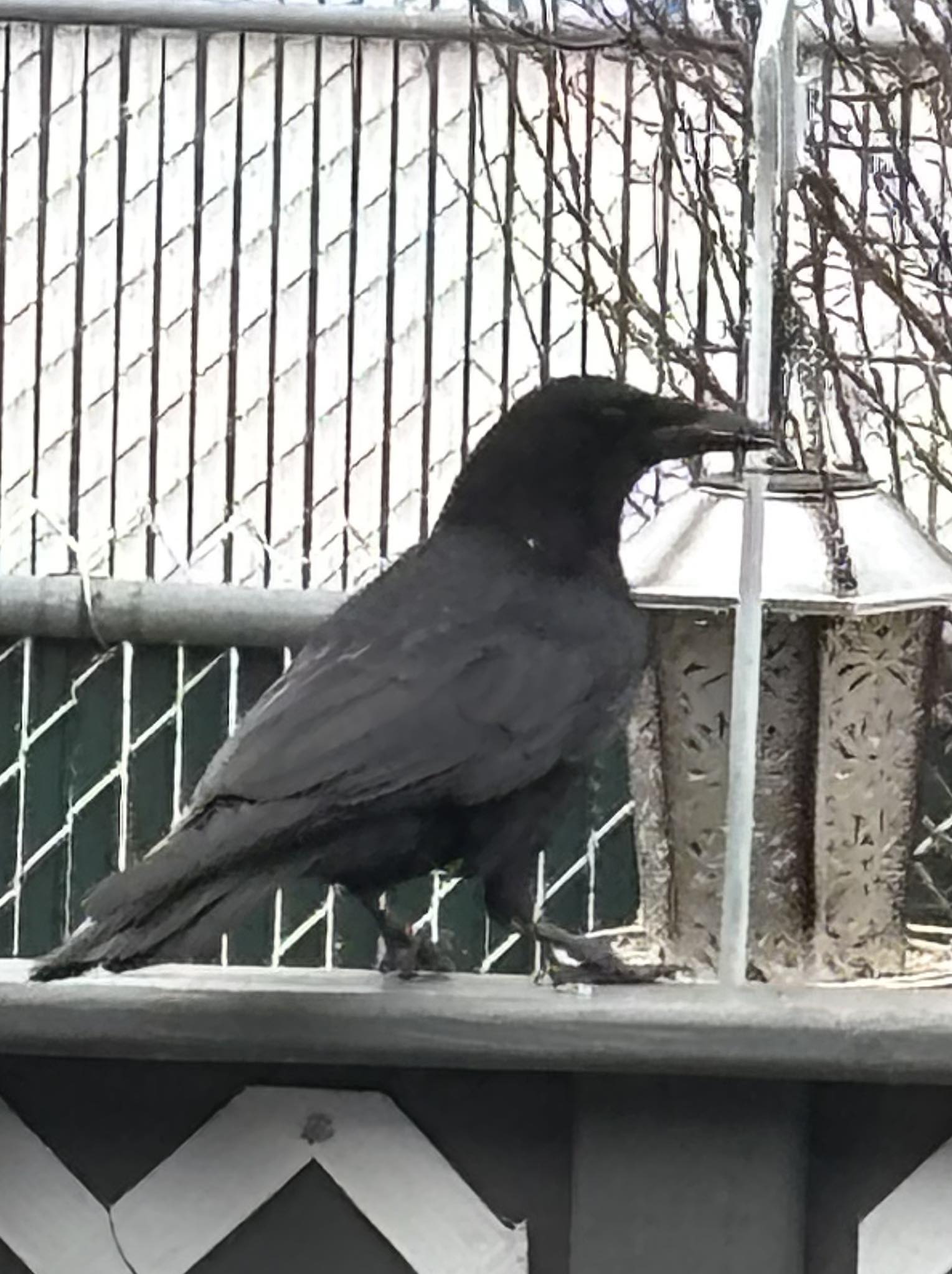 How to tell difference between crow and raven?