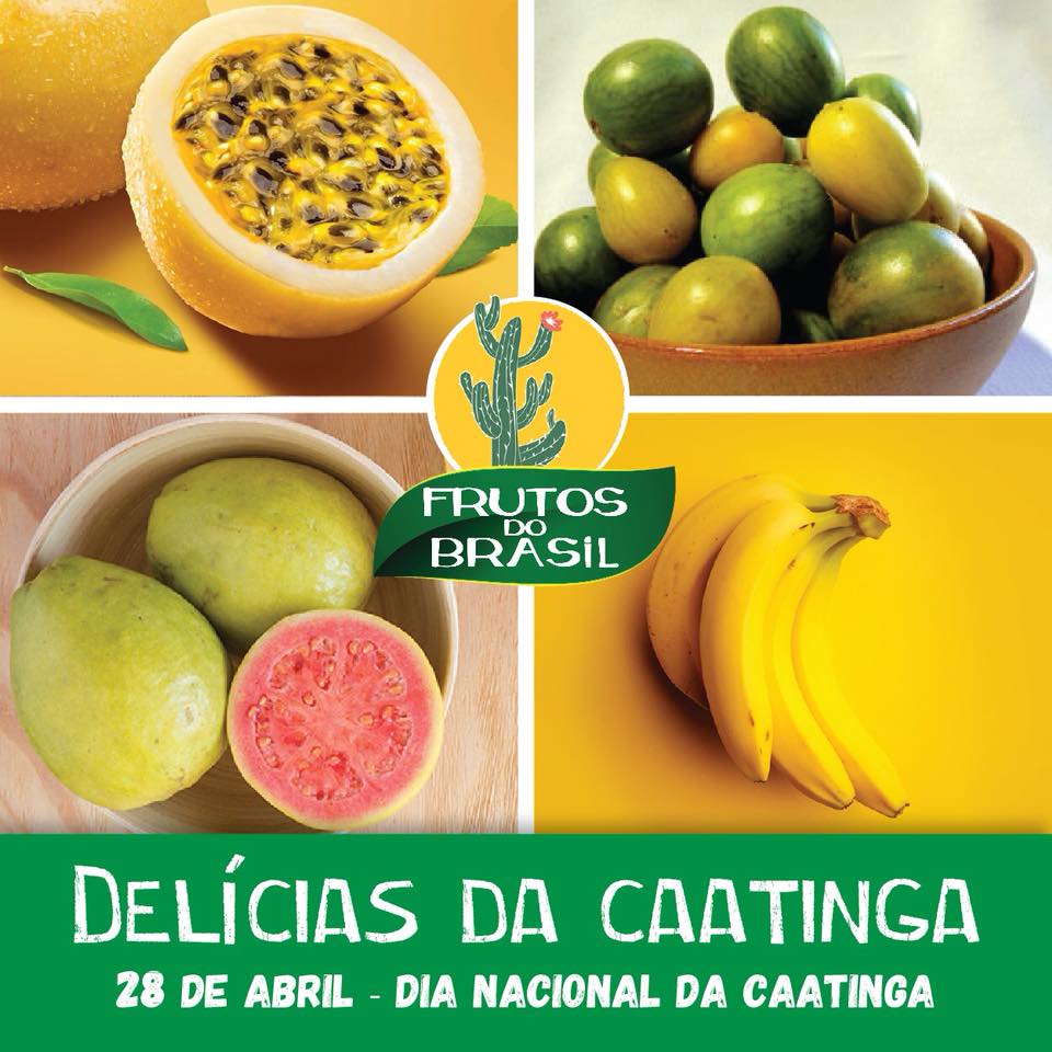 O bioma da caatinga é... - Frutos do Brasil - Bahia