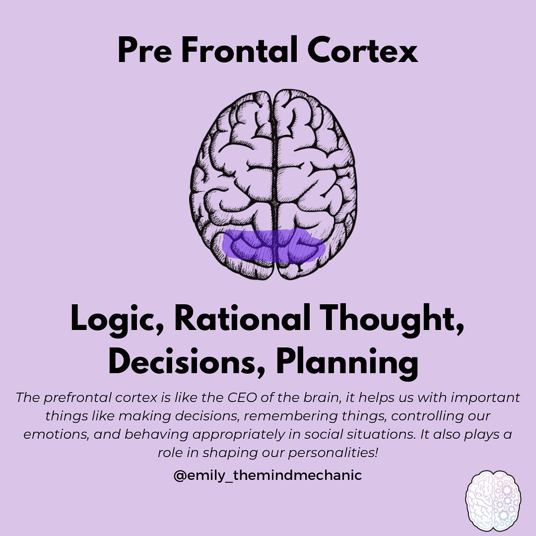 The Prefrontal Cortex: The CEO of Your... - The Mind Mechanic