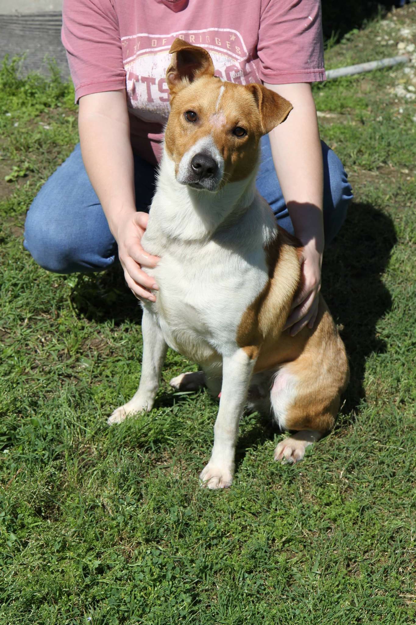 Ark Angels Animal Rescue added... - Ark Angels Animal Rescue