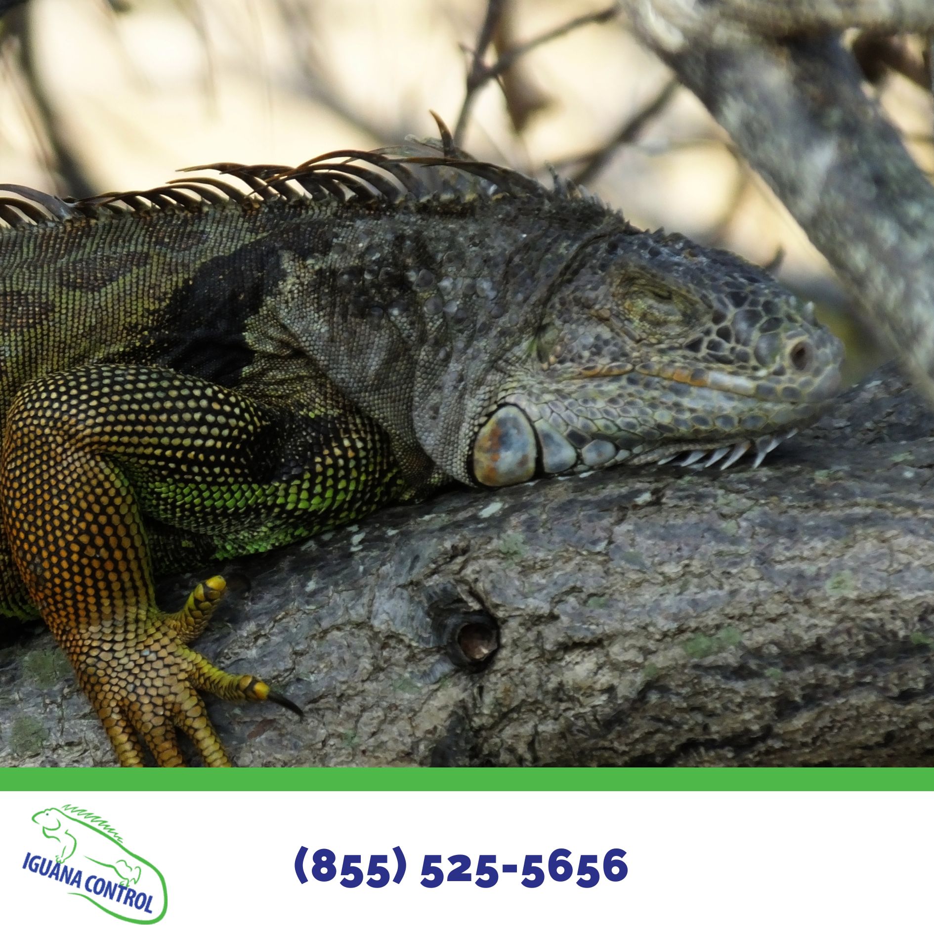 Iguana Control - If you ignore your iguana problem, we can... | Facebook