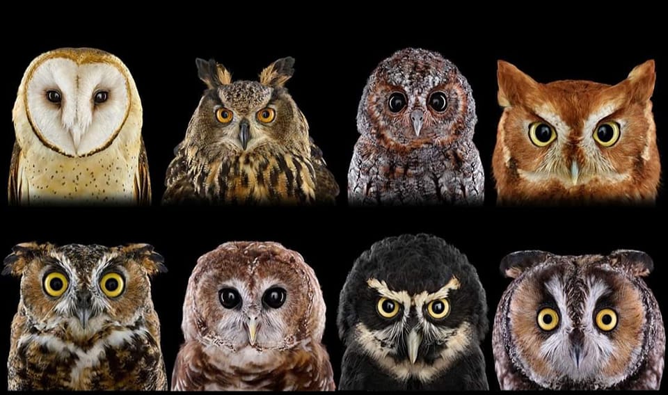 Owl's Family | Facebook