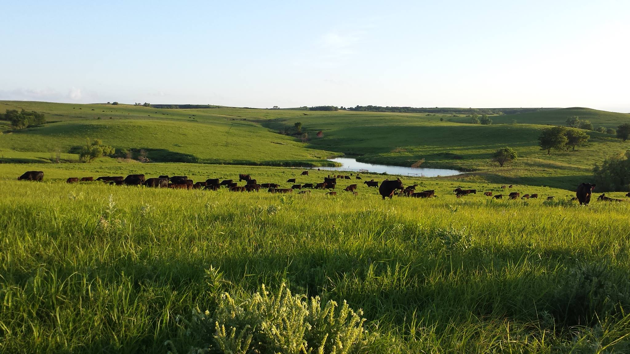Kansas Angus Association added... - Kansas Angus Association