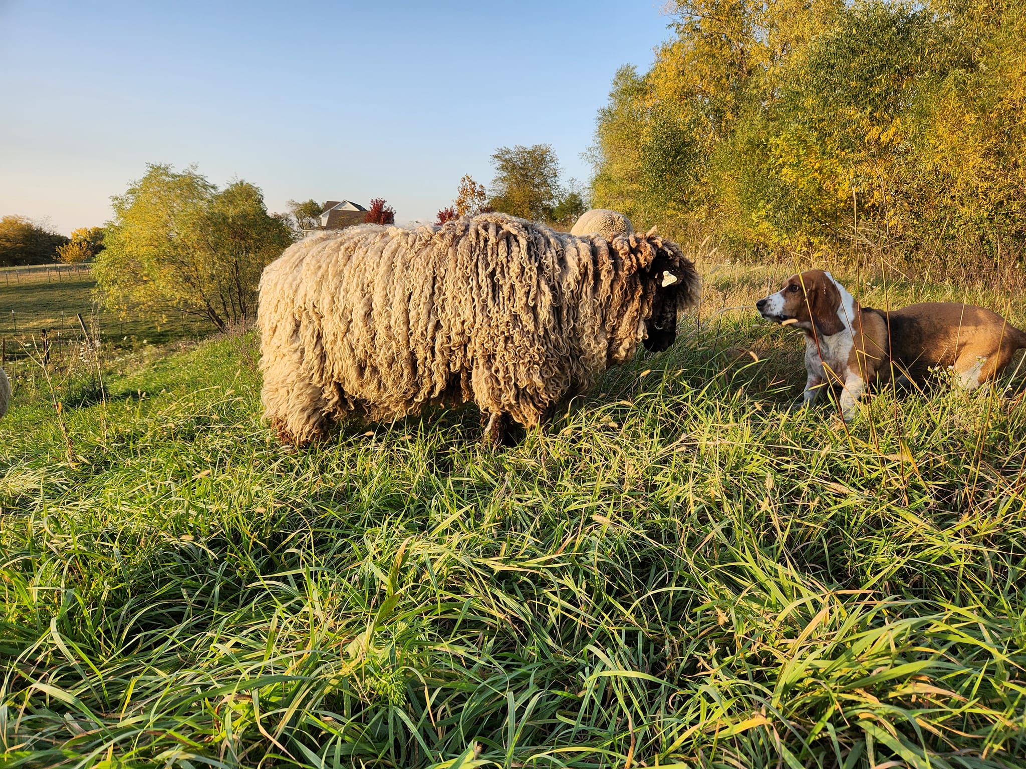 Cotswold sheep listed as critical on conservation priority list