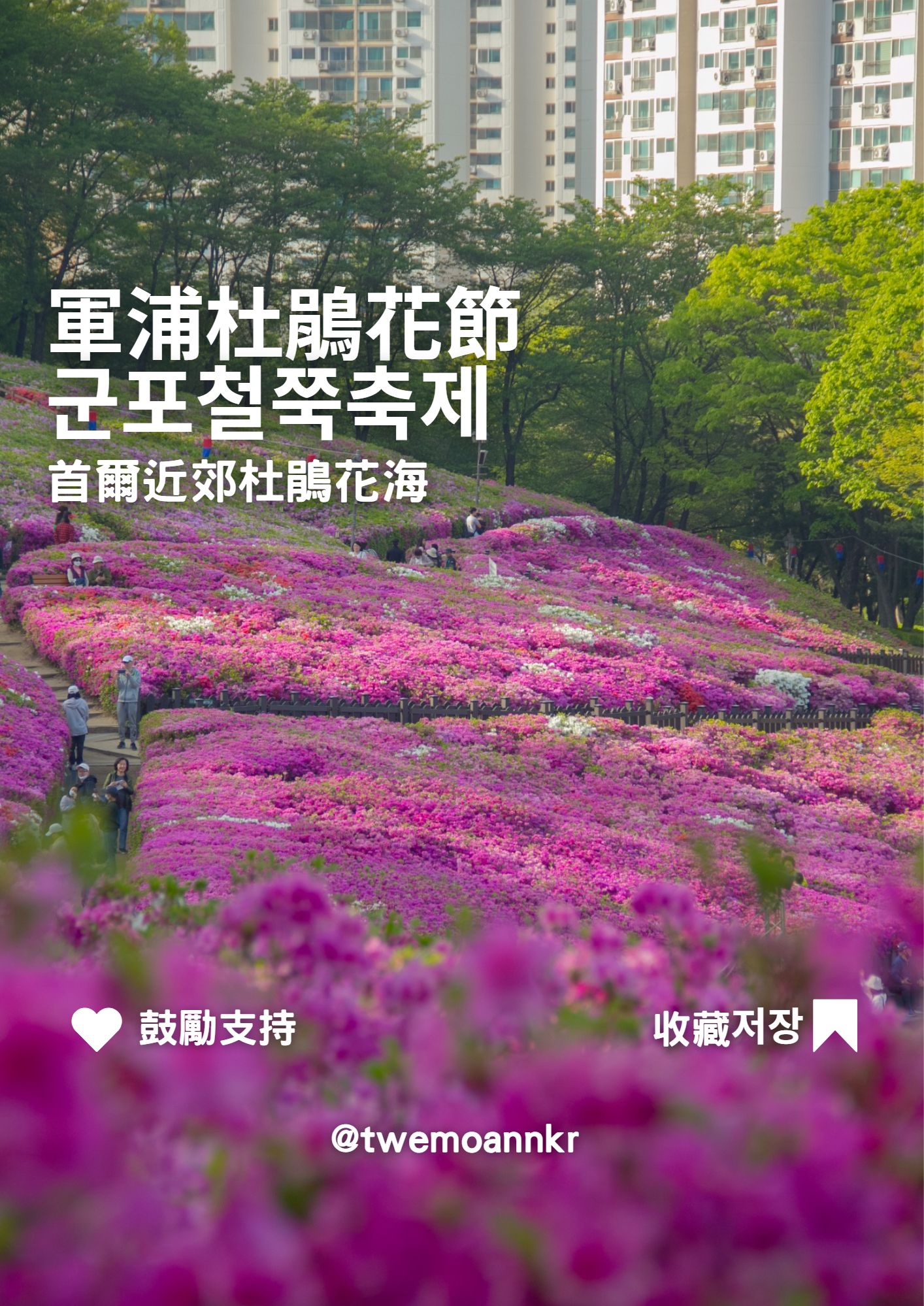 [軍浦杜鵑花節 군포철쭉축제]... - 台灣安姨的韓國安居日常 대만 이모앤의 한국 life