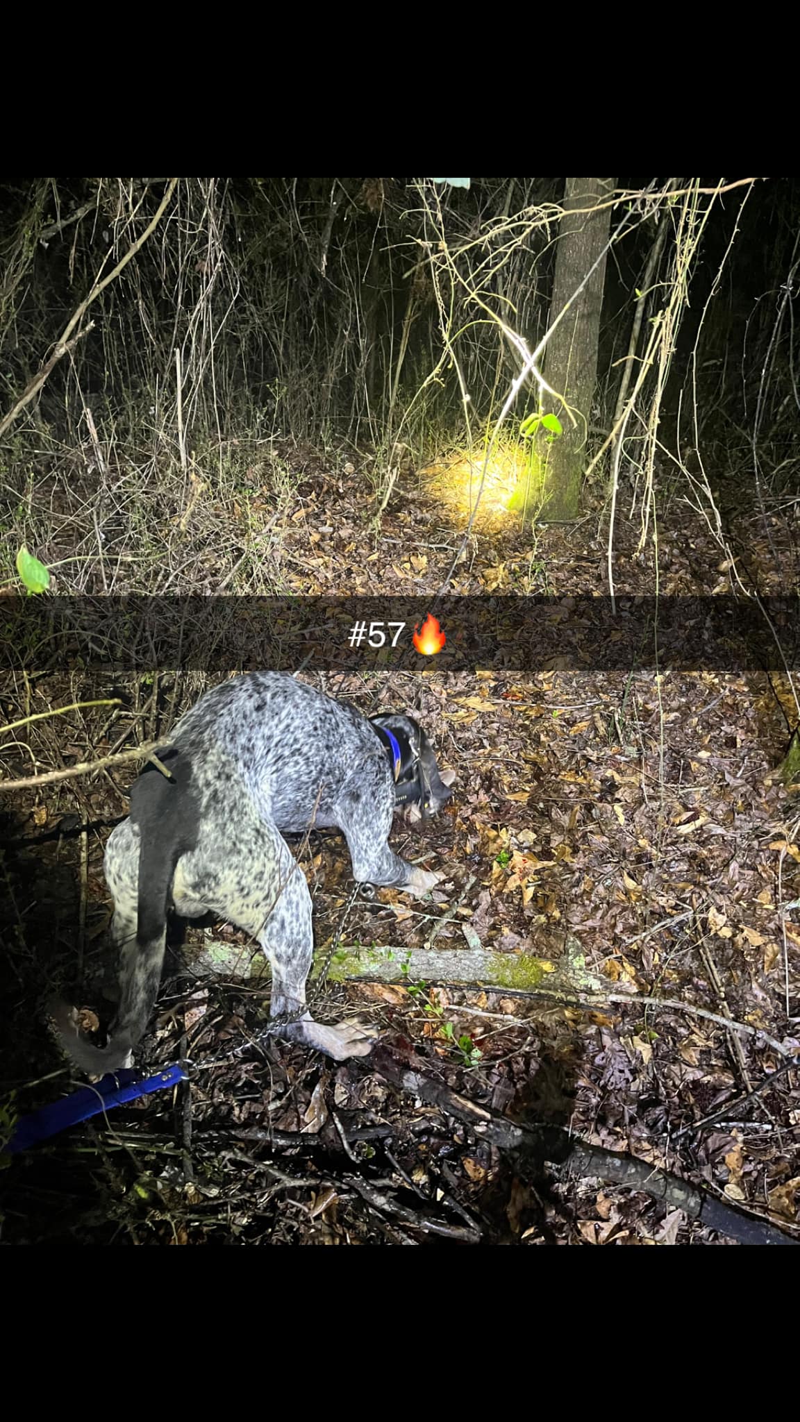 2025 Kraken Pup Hunt winner Whatz Kraken Rip
