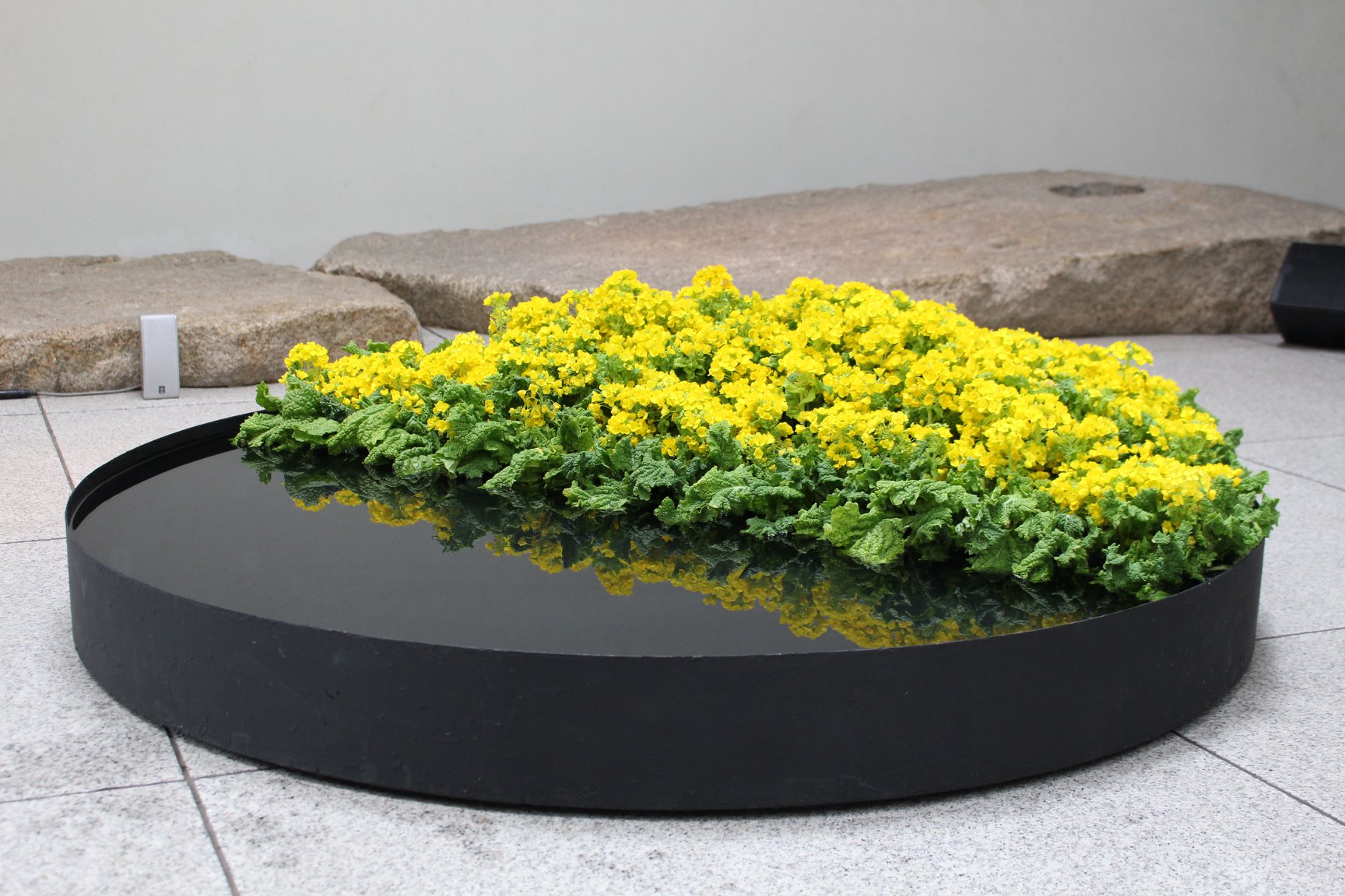 月が注ぐ花 いけばな草月流 Ikebana - 水面にうつった菜の花も美しい。 | Facebook