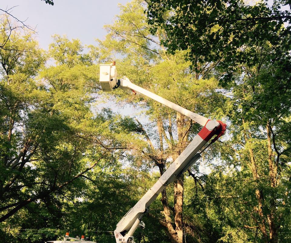 One Two Tree Service | Water Valley MS