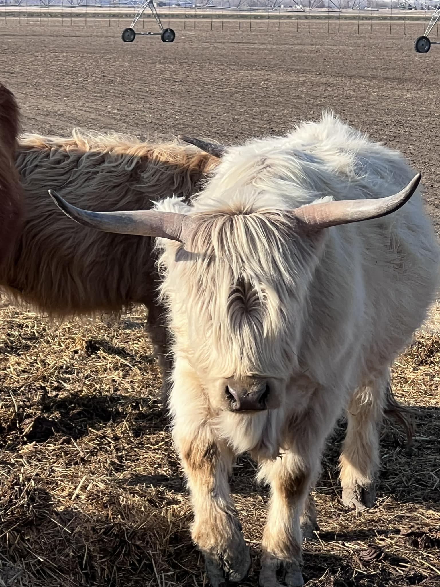 High Cross Cattle LLC | Fairview MT