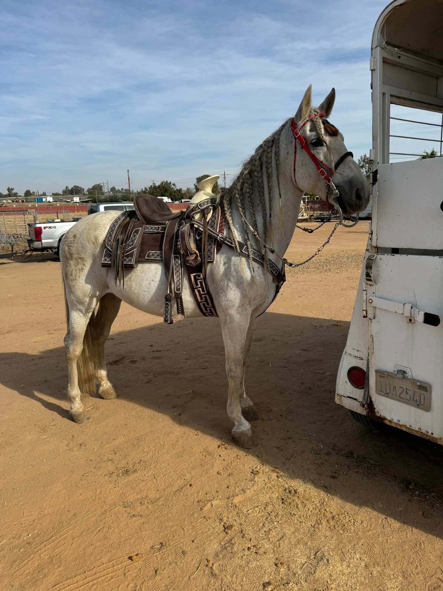 El ranchero de la bahía | Bonito y mansito caballo andaluz capado tiene ...