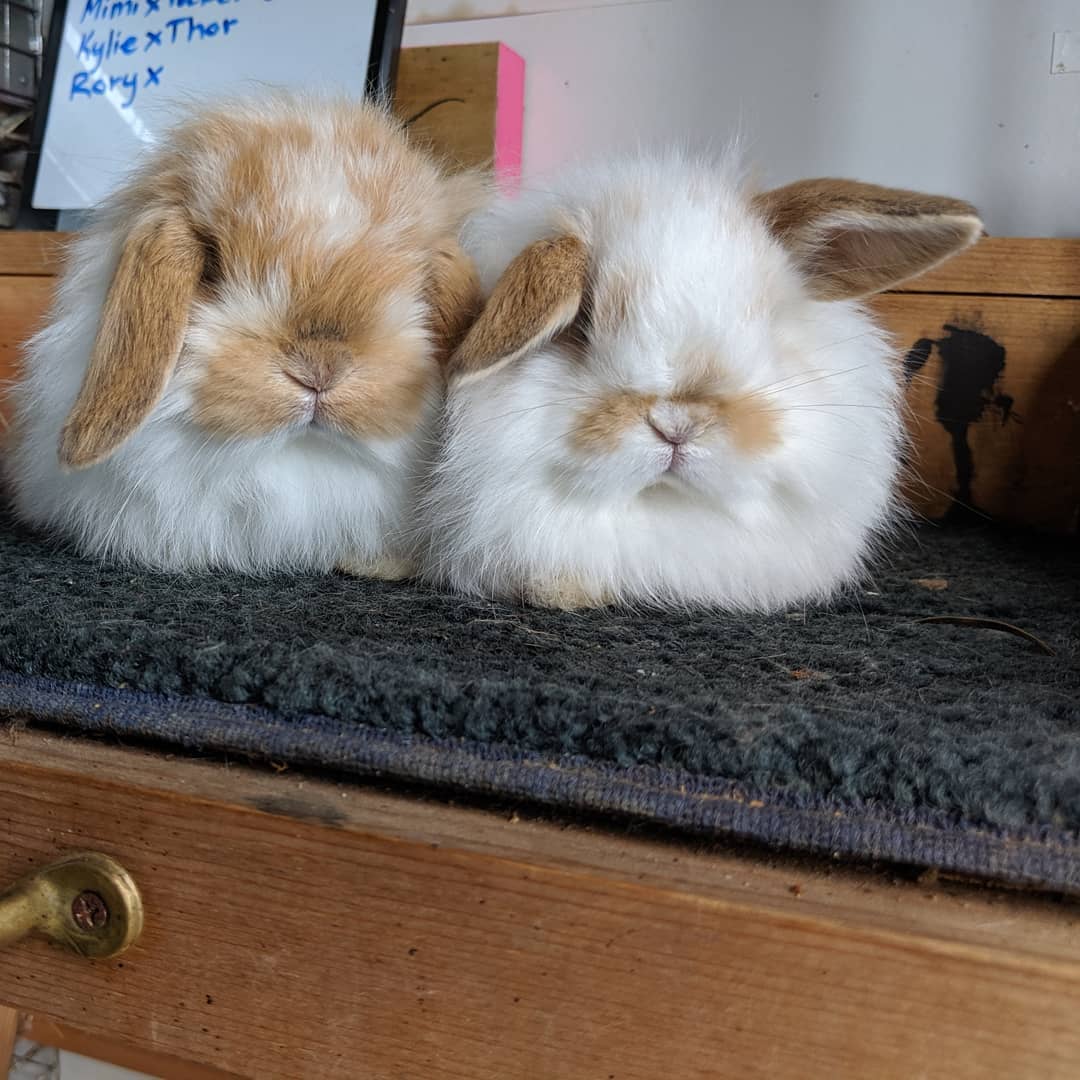 Holly's Hollands Rabbitry | Everett WA