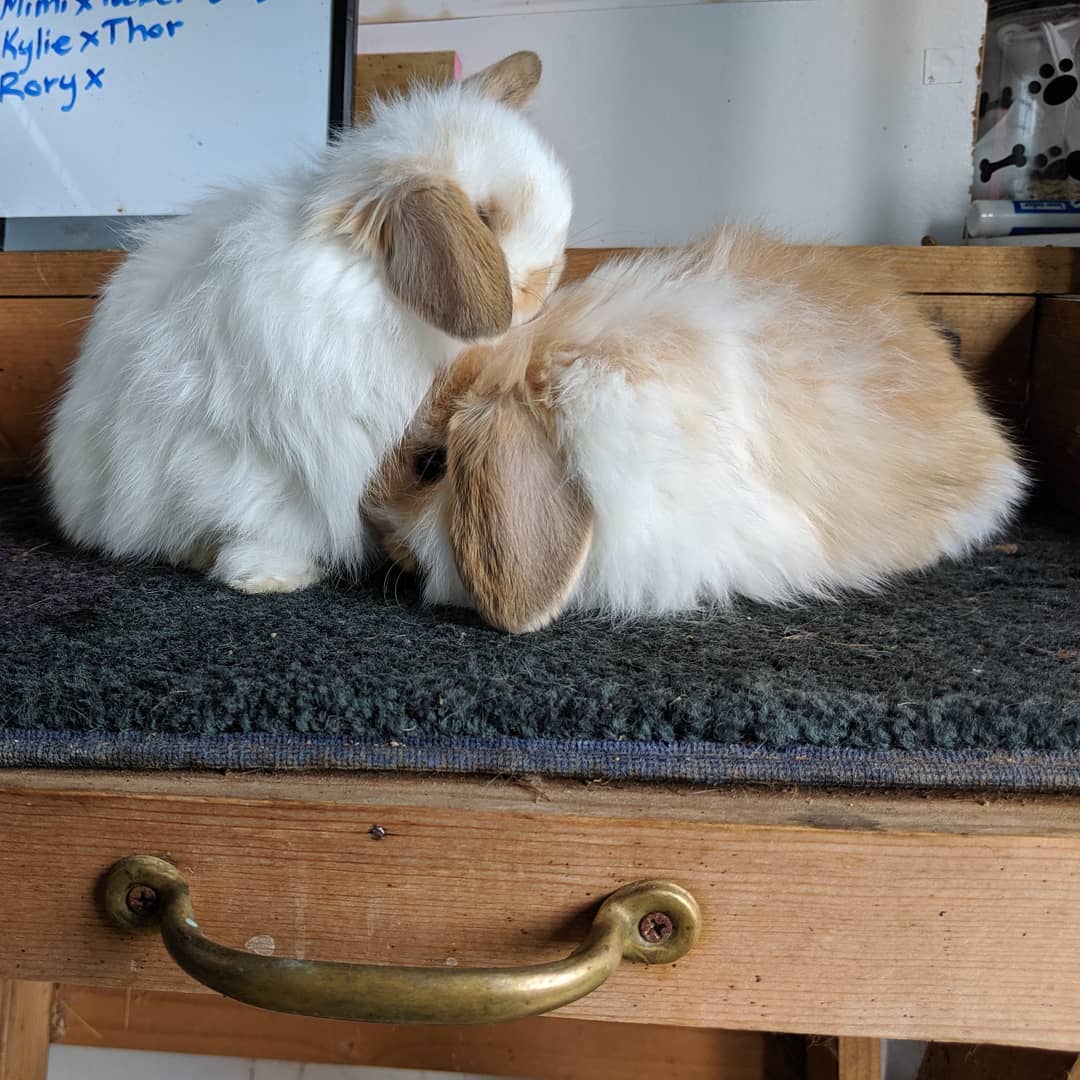 Holly's Hollands Rabbitry | Everett WA