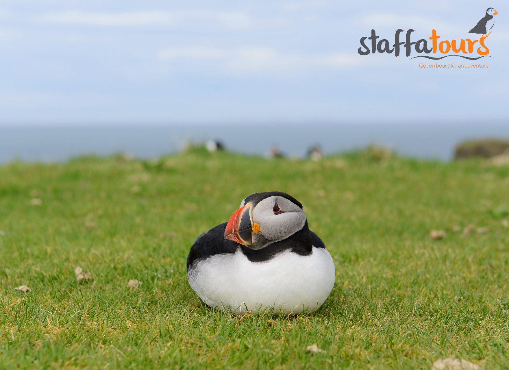 Staffa Tours - Puffins weigh on average between 4-600... | Facebook