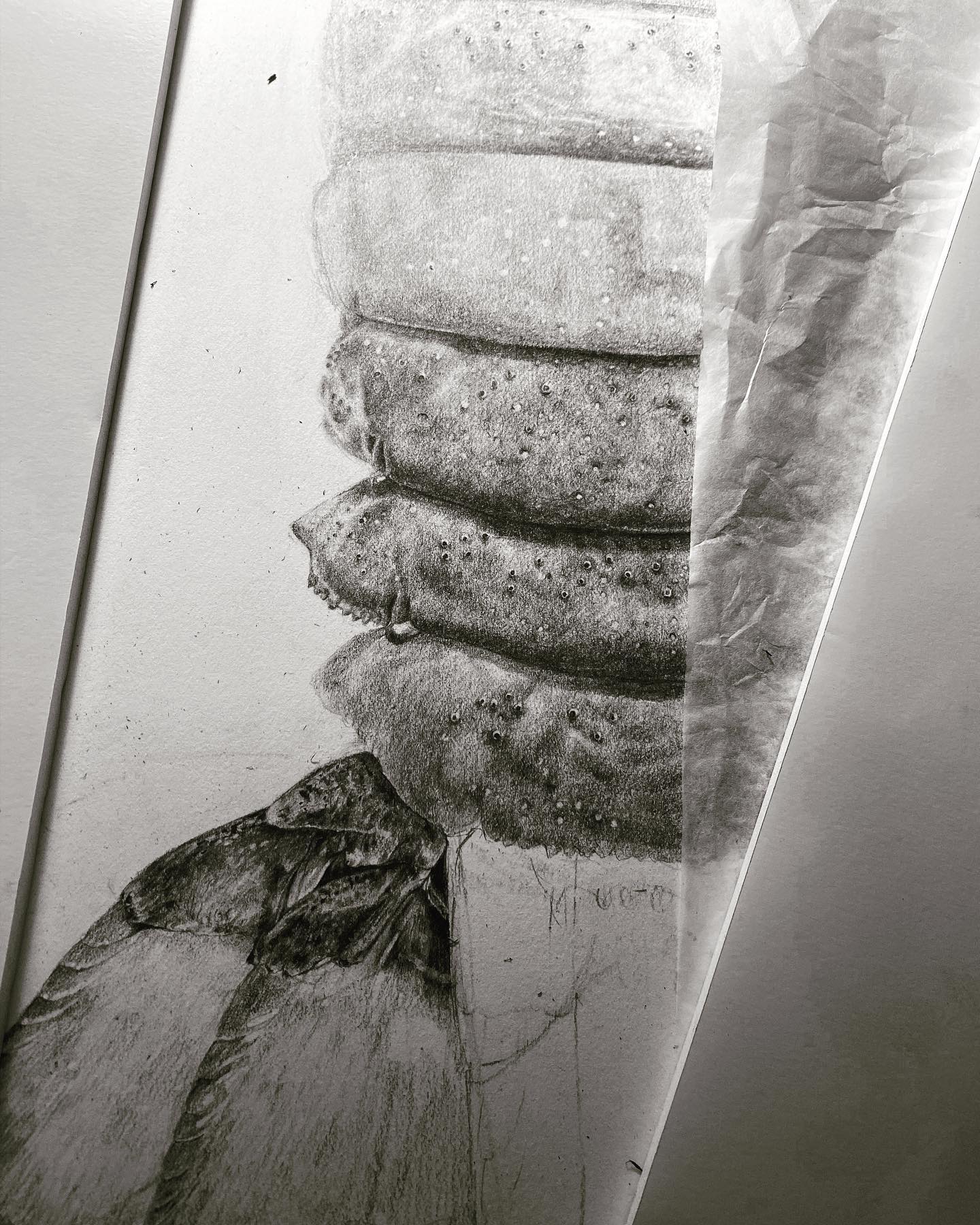 Tim Li Art - Packhorse tail textures. #packhorsecrayfish...