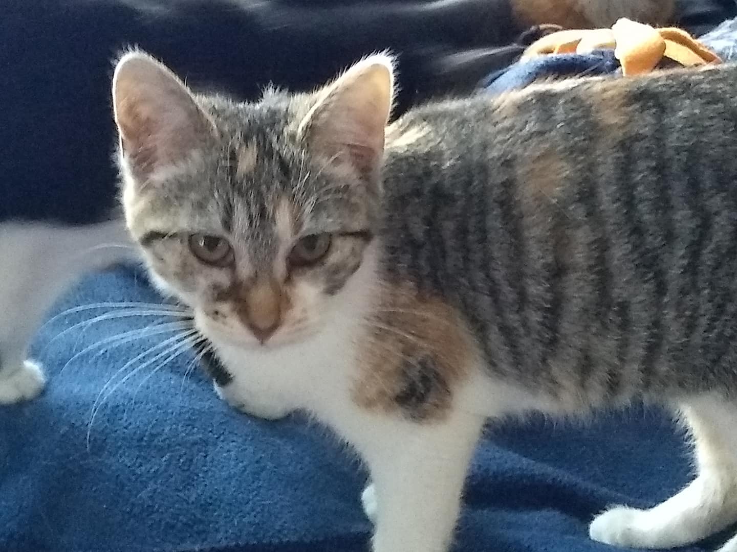 Kitty Cashew met her new parents... Country Animal Haven