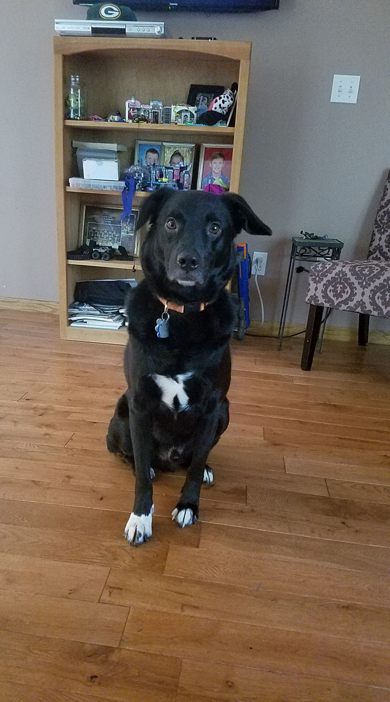 The Vic McCarty Pet Experience | Empire MI