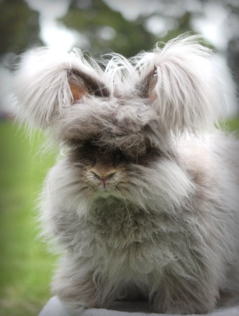 Rivkah Angora Rabbits