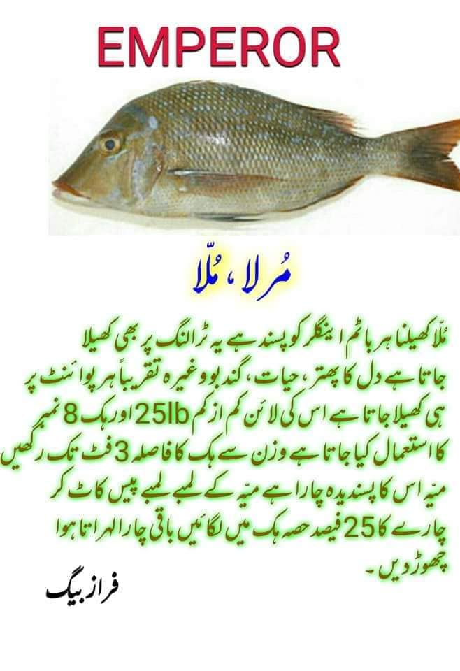 Hilal Fish Dealer