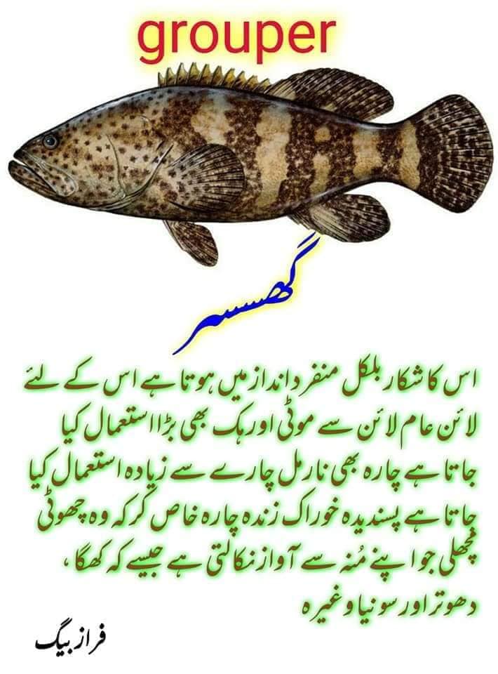 Hilal Fish Dealer