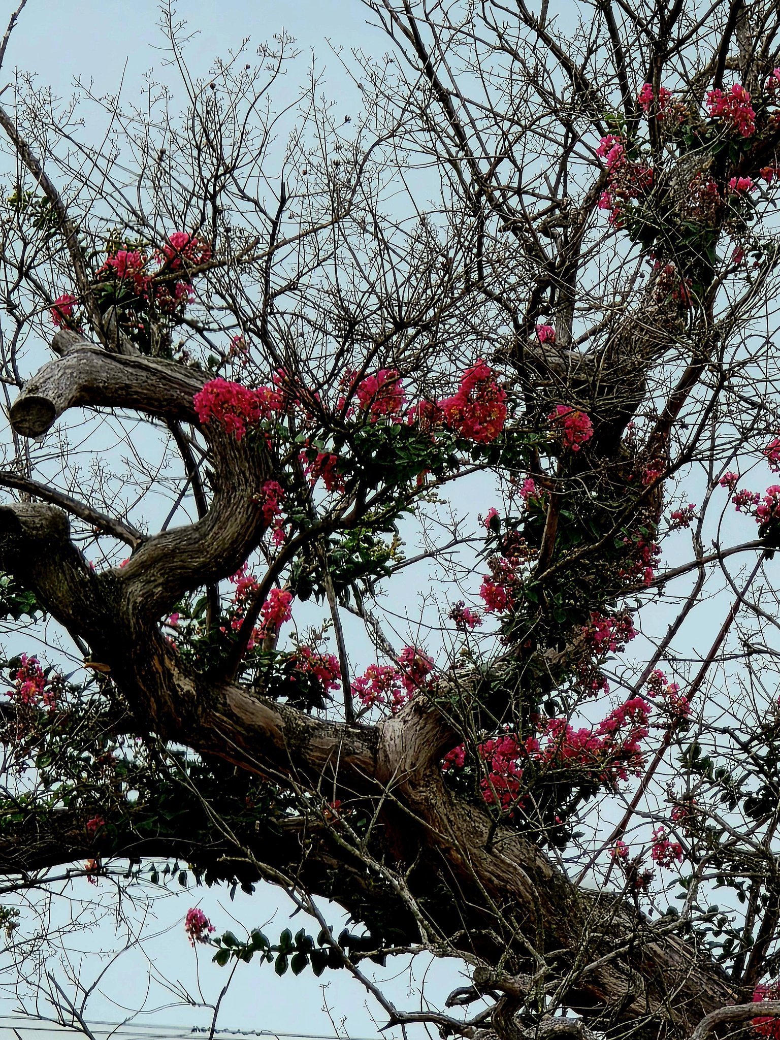サルスベリ 百日紅 古木の百日紅、とても綺麗で、趣深い